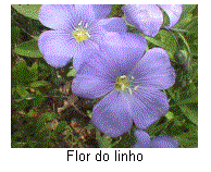 Caixa de texto:  
Flor do linho
